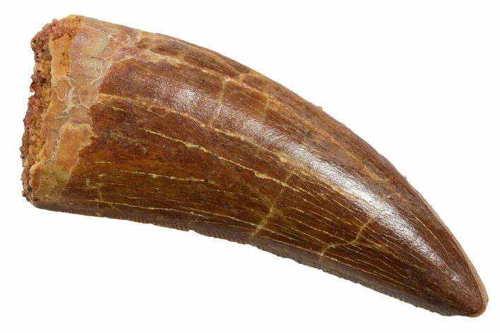 Serrated, Carcharodontosaurus Tooth - Real Dinosaur Tooth #351641